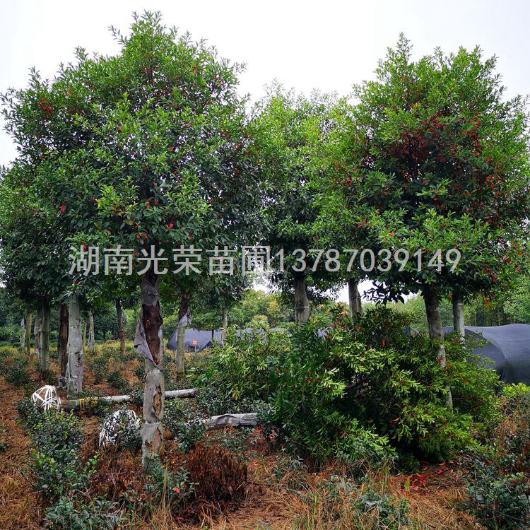 国家污染治理升级 苗木种植长期向好 