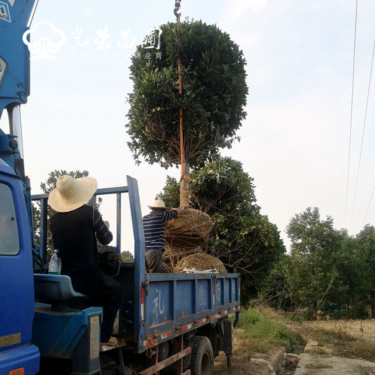 冠幅3米桂花装车.jpg