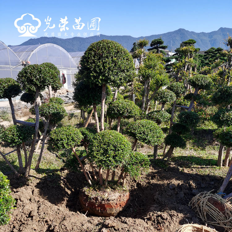 赤楠棒棒糖.jpg