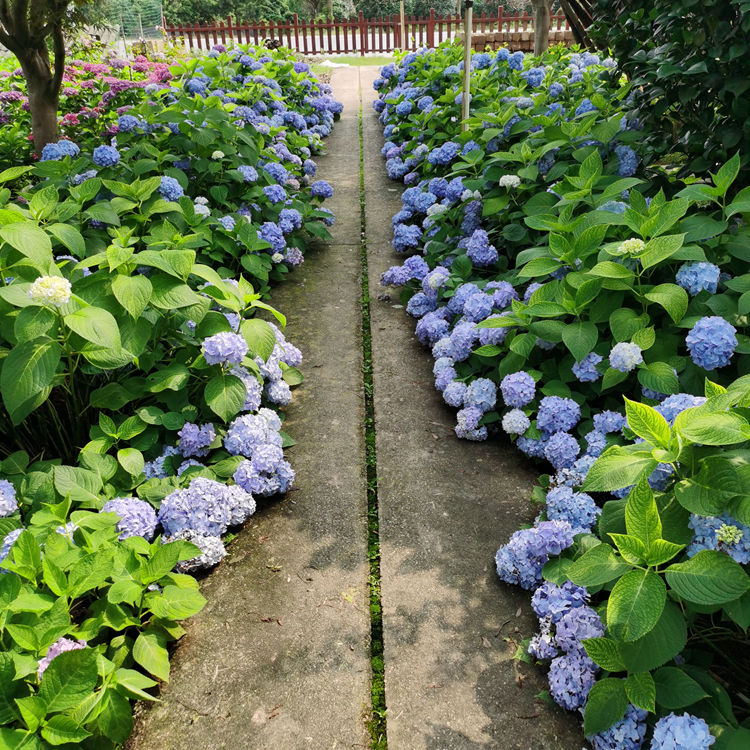 绣球花小径.jpg