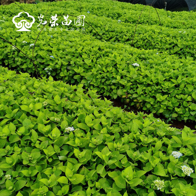 无尽夏小苗基地直销.jpg