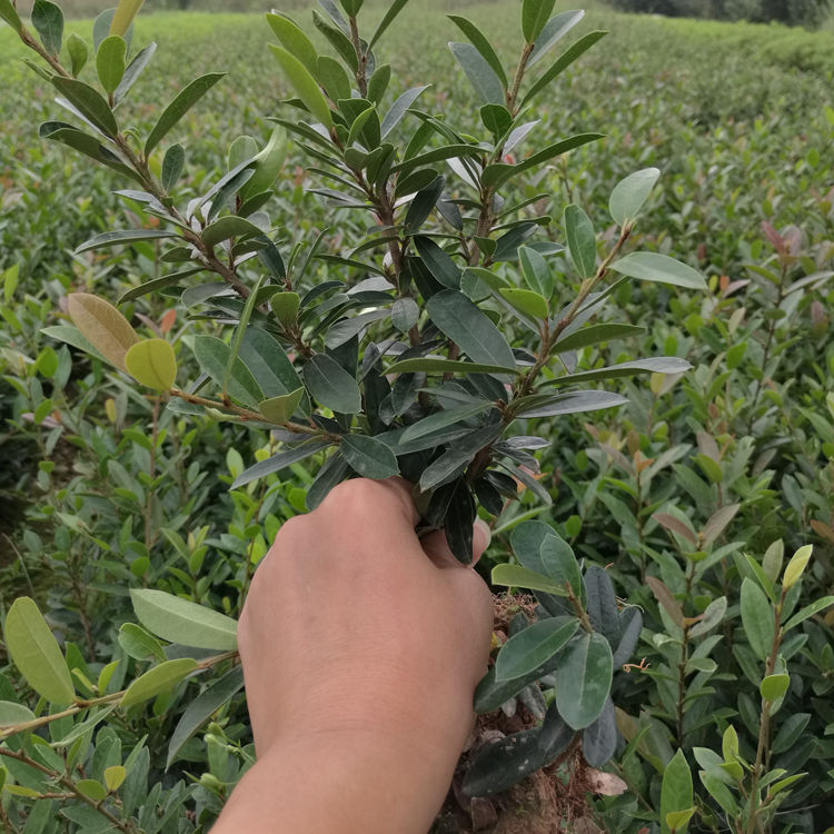 小叶蚊母小苗