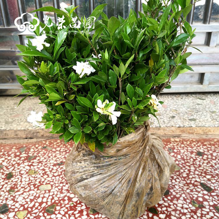 小叶栀子花
