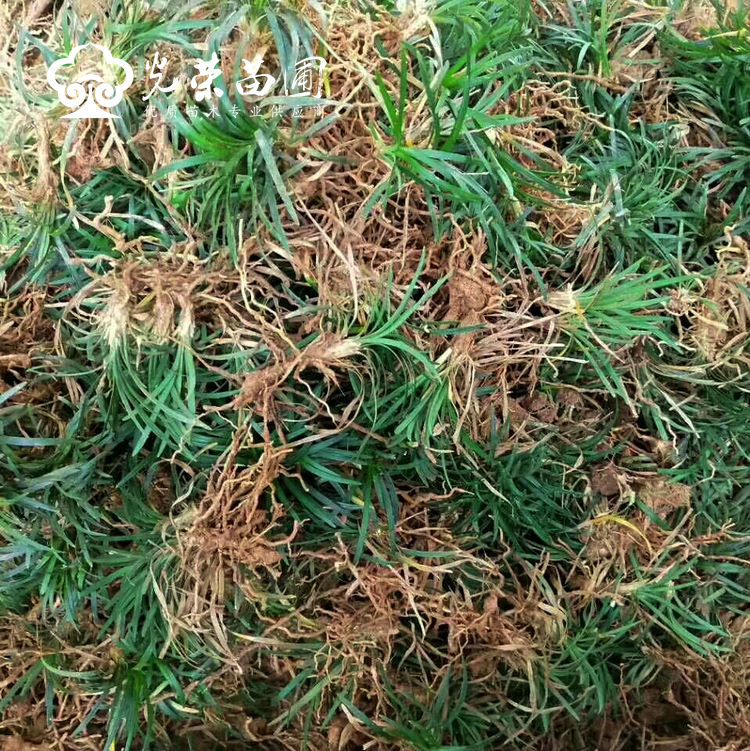 玉龙草价格