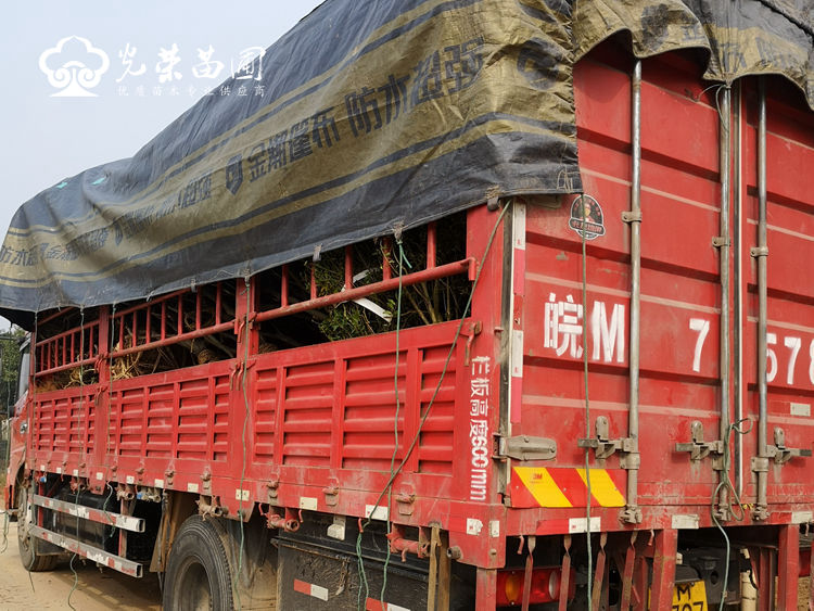 长沙绿化苗木批发.jpg