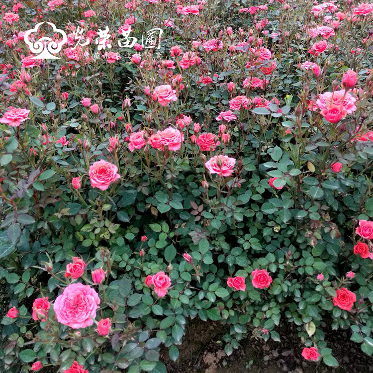 小花月季批发价格