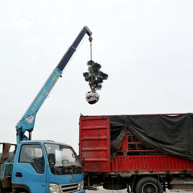 赤楠桩装车.jpg