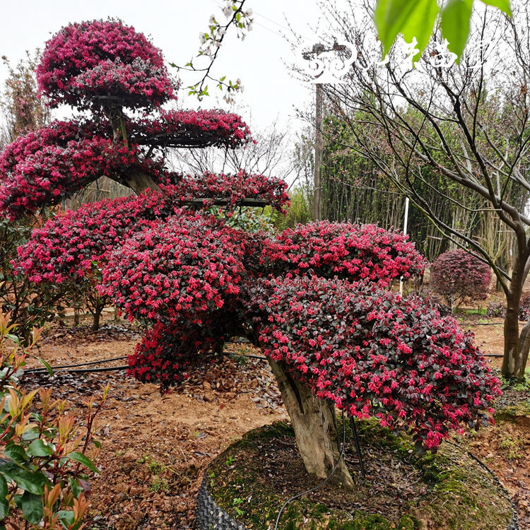 临水式造型红花继木桩