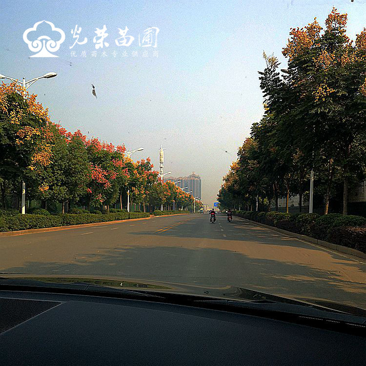 栾树的绿化应用.jpg