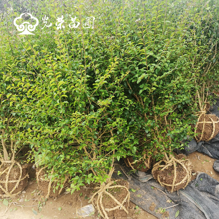 小叶女贞毛球.jpg