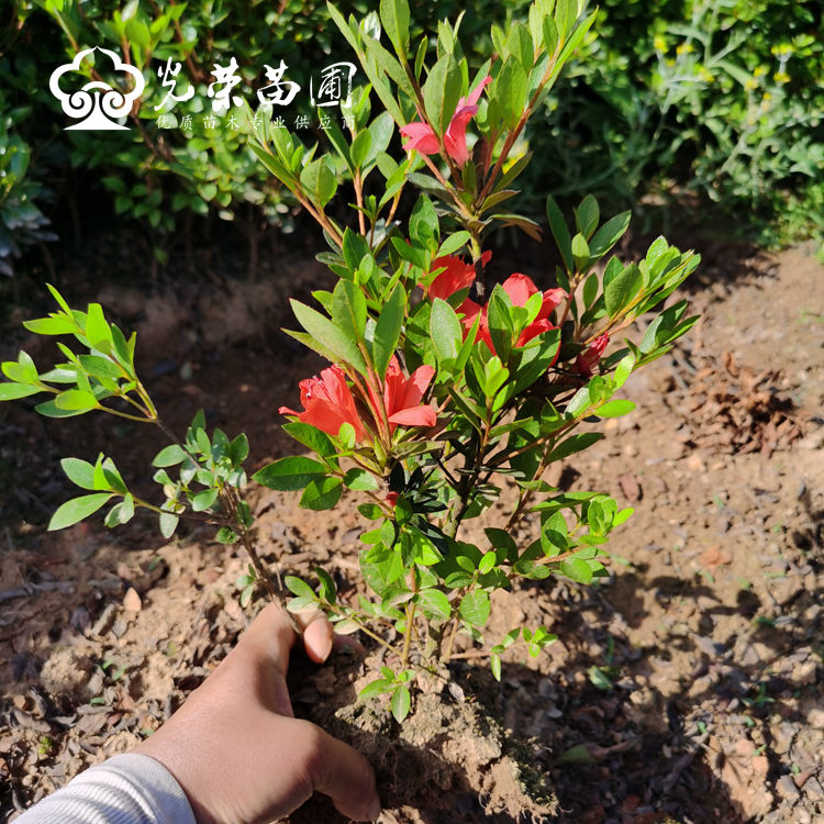 夏鹃什么时候开花