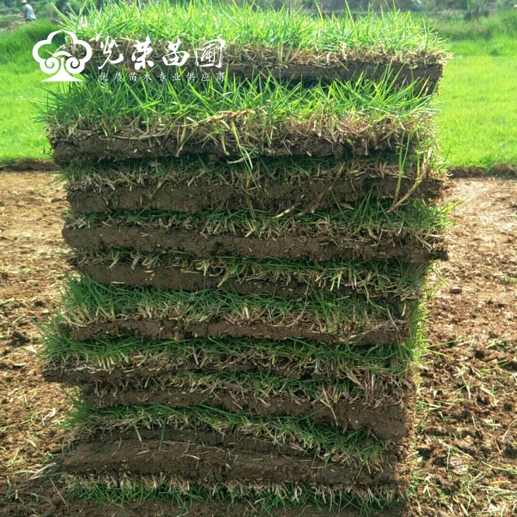 马尼拉草皮