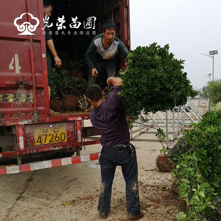 大叶黄杨球批发