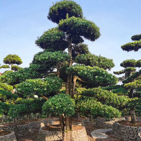 湖南长沙花木基地直销8/10/12/15/18公分造型罗汉松桩景图片价格