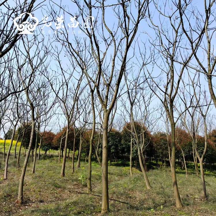 栾树13公分.jpg
