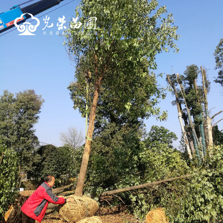 15公分香樟多少钱一棵.jpg