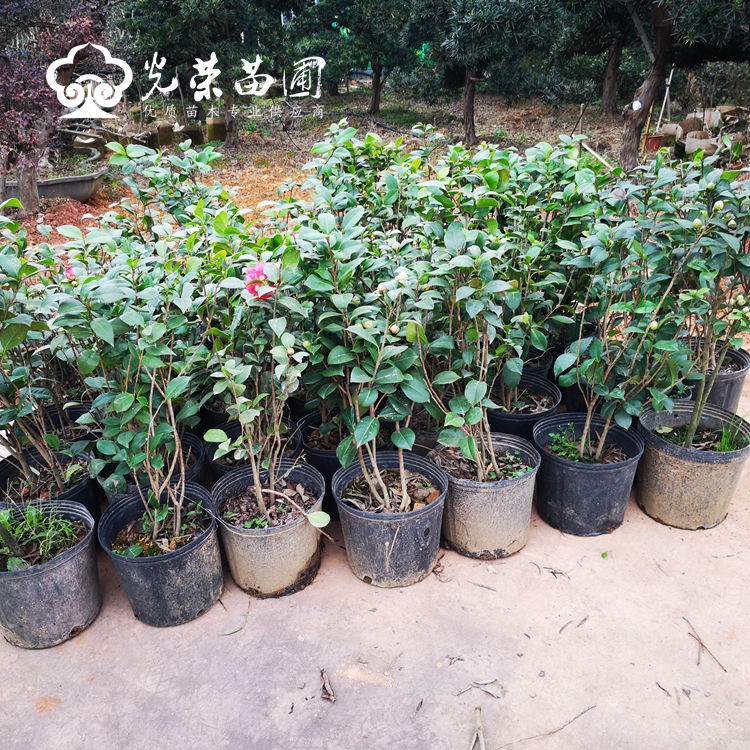 红赤丹茶花.jpg