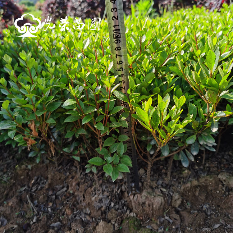 夏鹃小苗