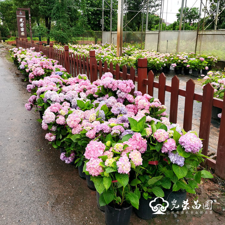 2加仑基质无尽夏绣球装车出货.jpg