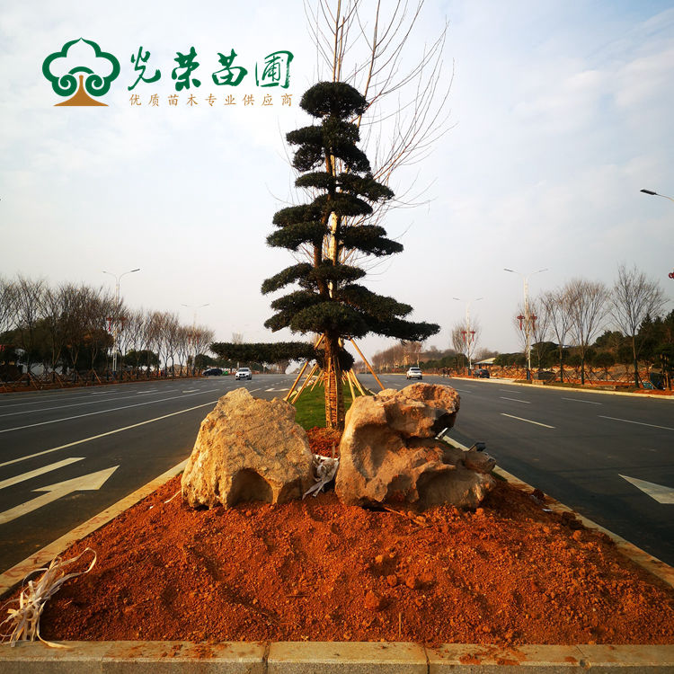 道路绿化造型桩景.jpg
