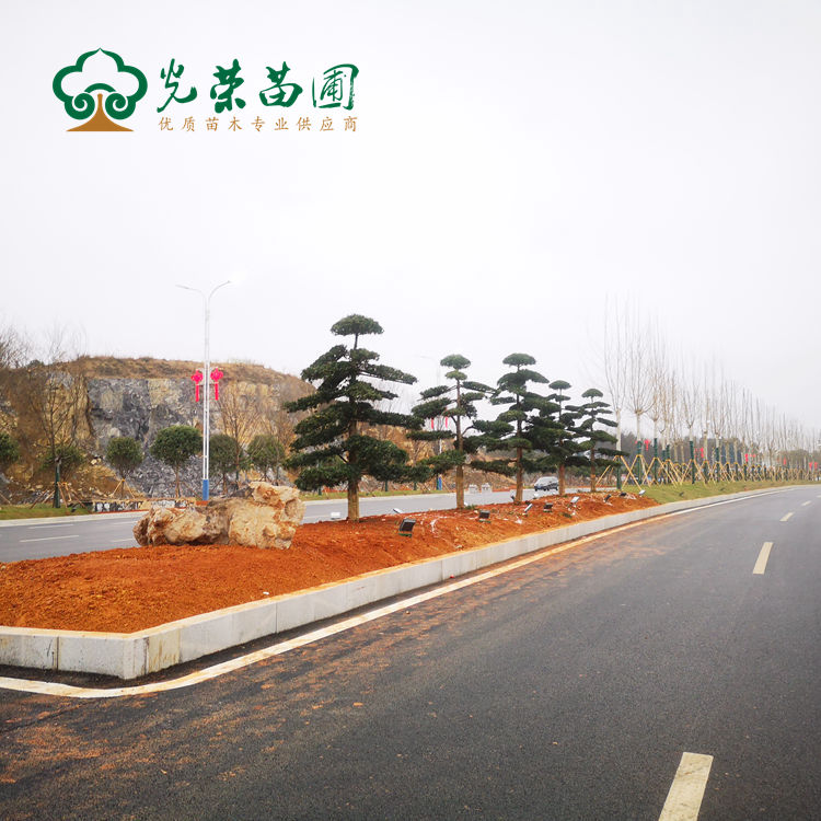 道路绿化造型罗汉松.jpg