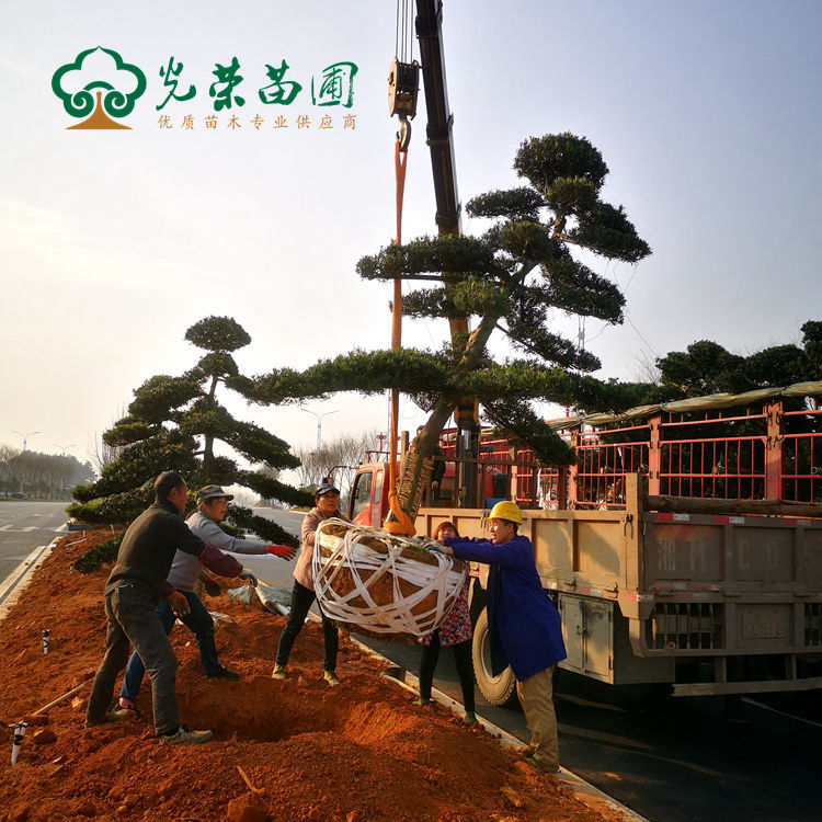 工地栽种造型罗汉松.jpg
