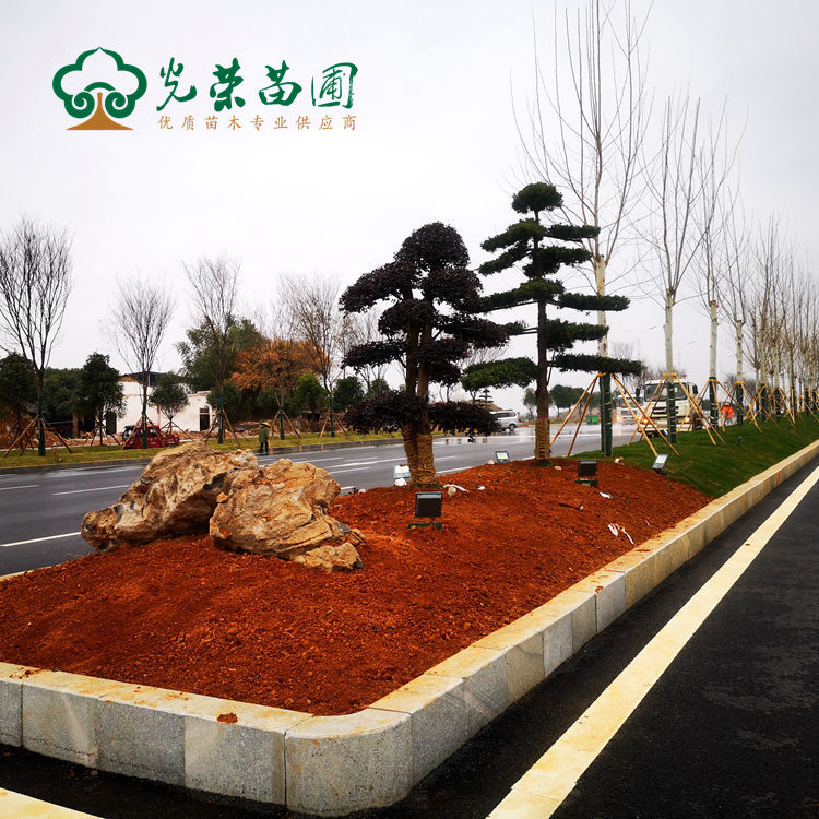 道路绿化造型树桩.jpg