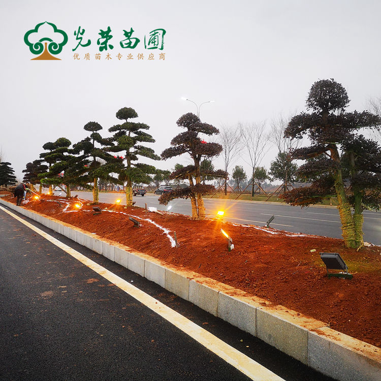 造型罗汉松在市政道路绿化中的应用.jpg